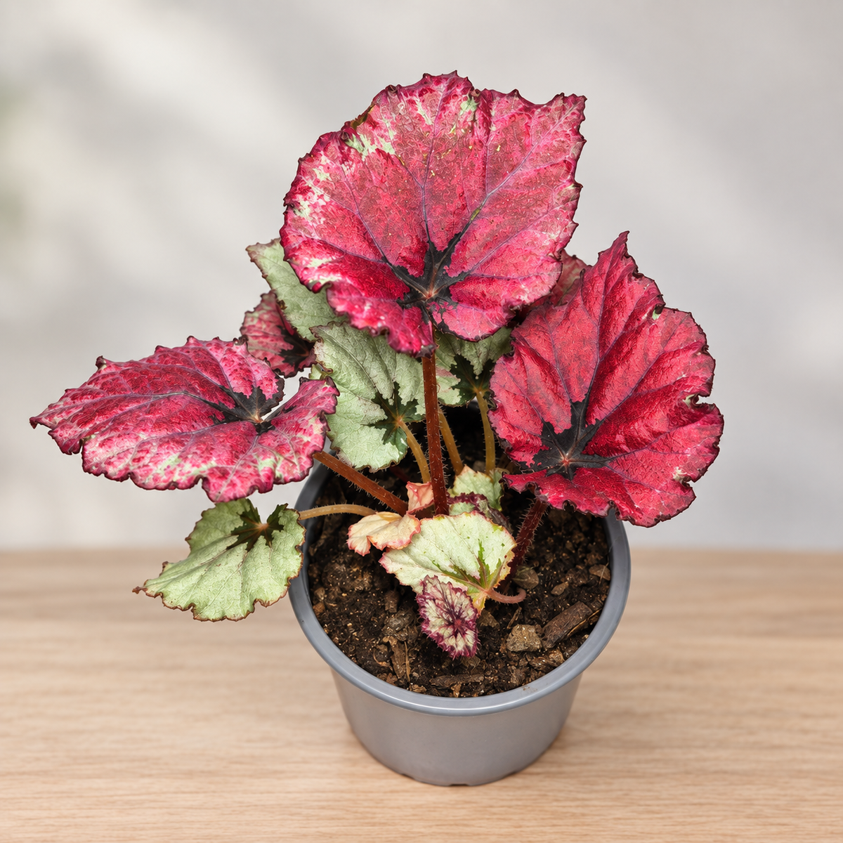 Begonia Rex 🌿