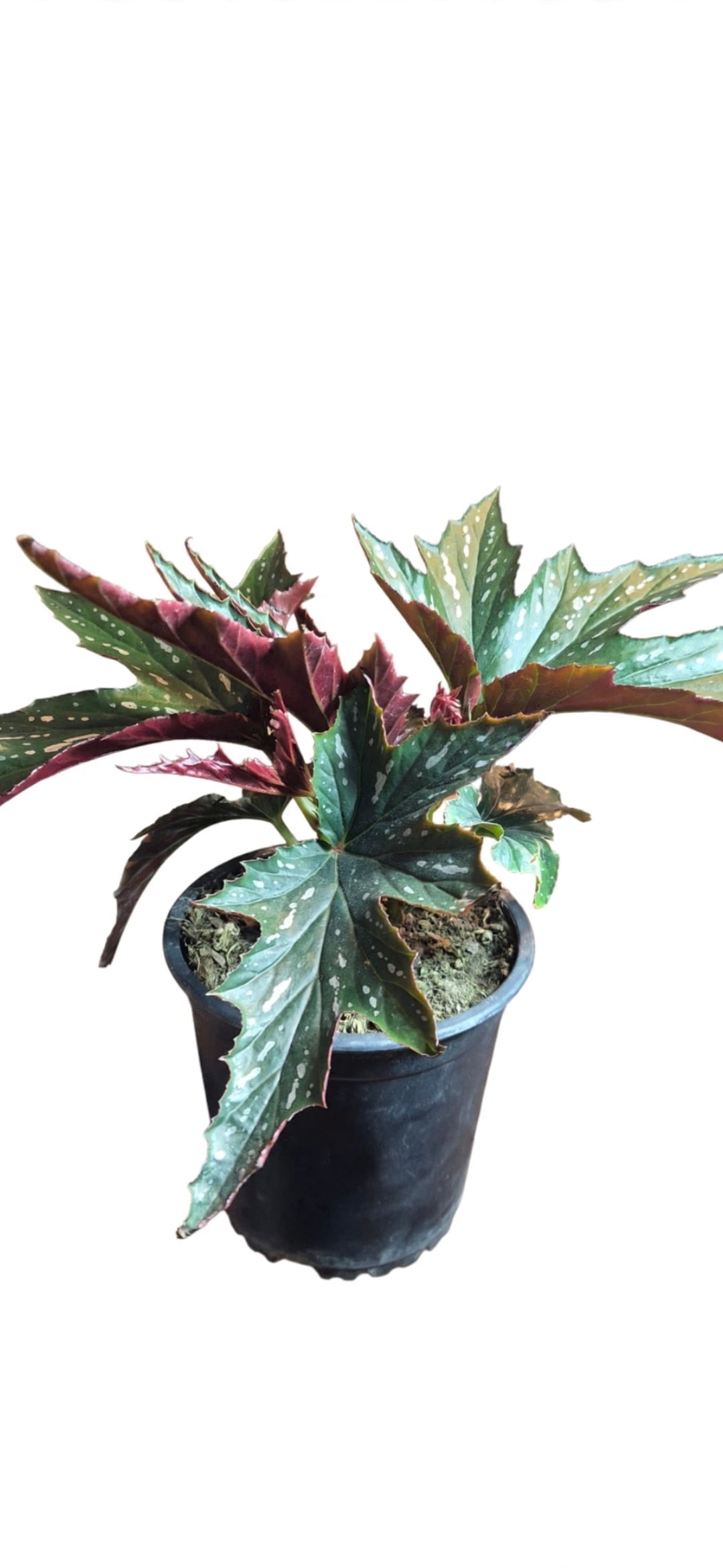 Begonia lady vanderwilt