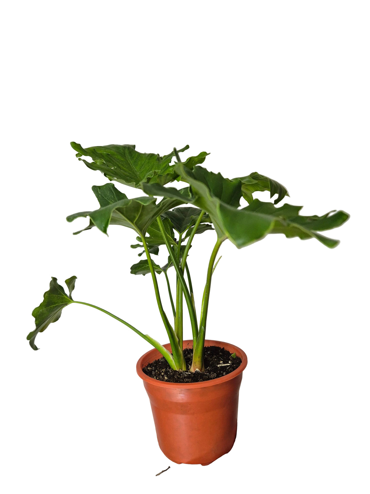 Filldendro paraguayo