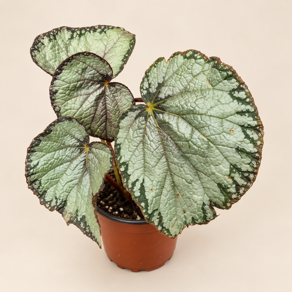 Begonia plateada
