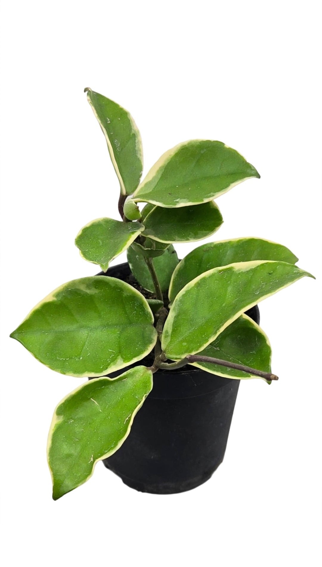 Hoya krimson queen
