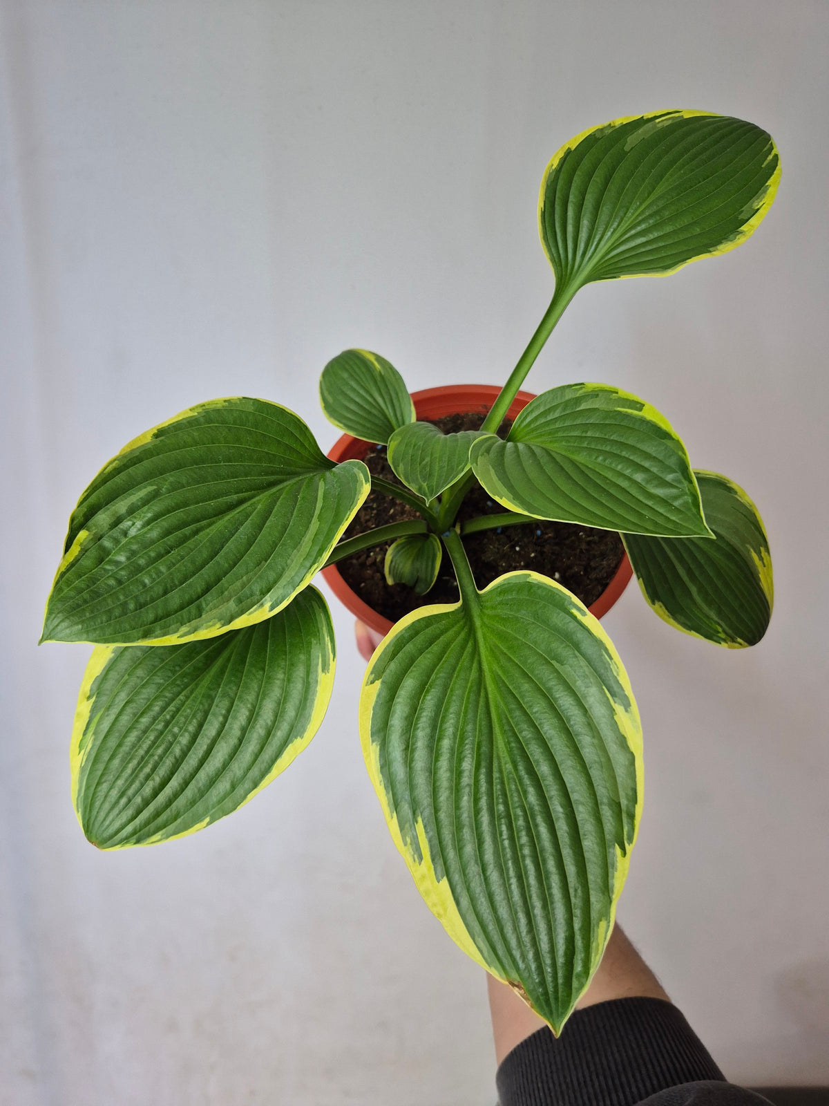 Hosta