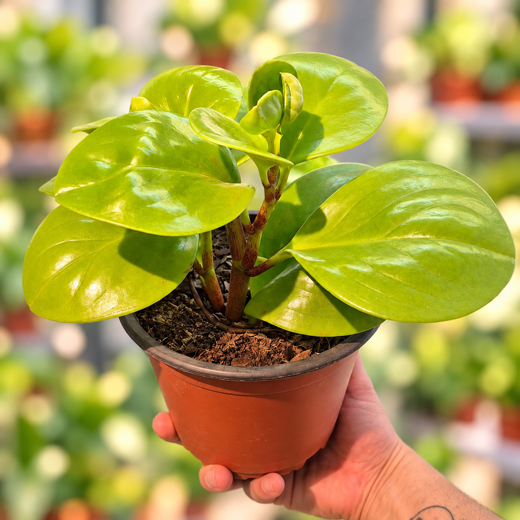 Peperomia obtusifolia lemon