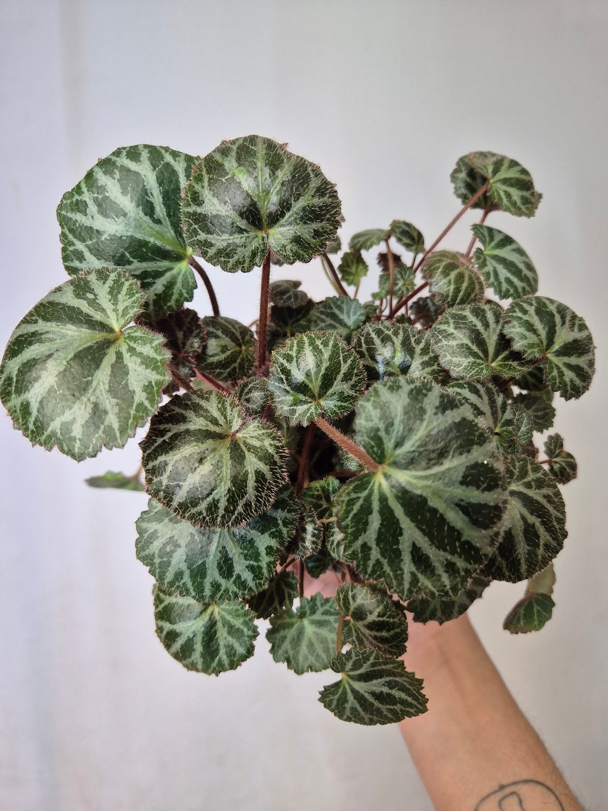 Saxifraga