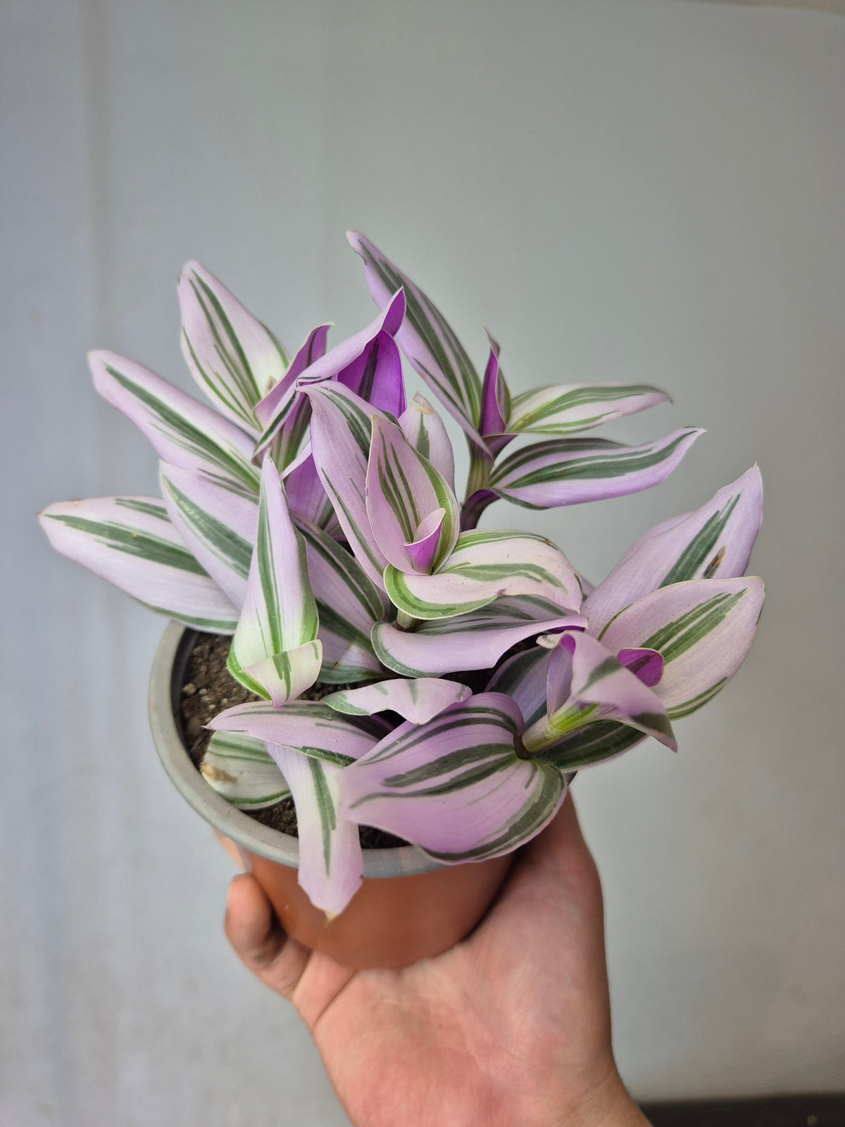 Tradescantia nanouk pink