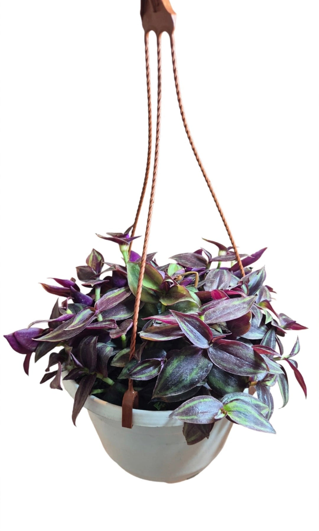 Tradescantia zebrina
