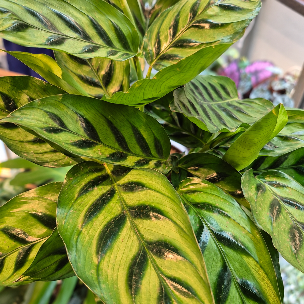 Calathea leopardina