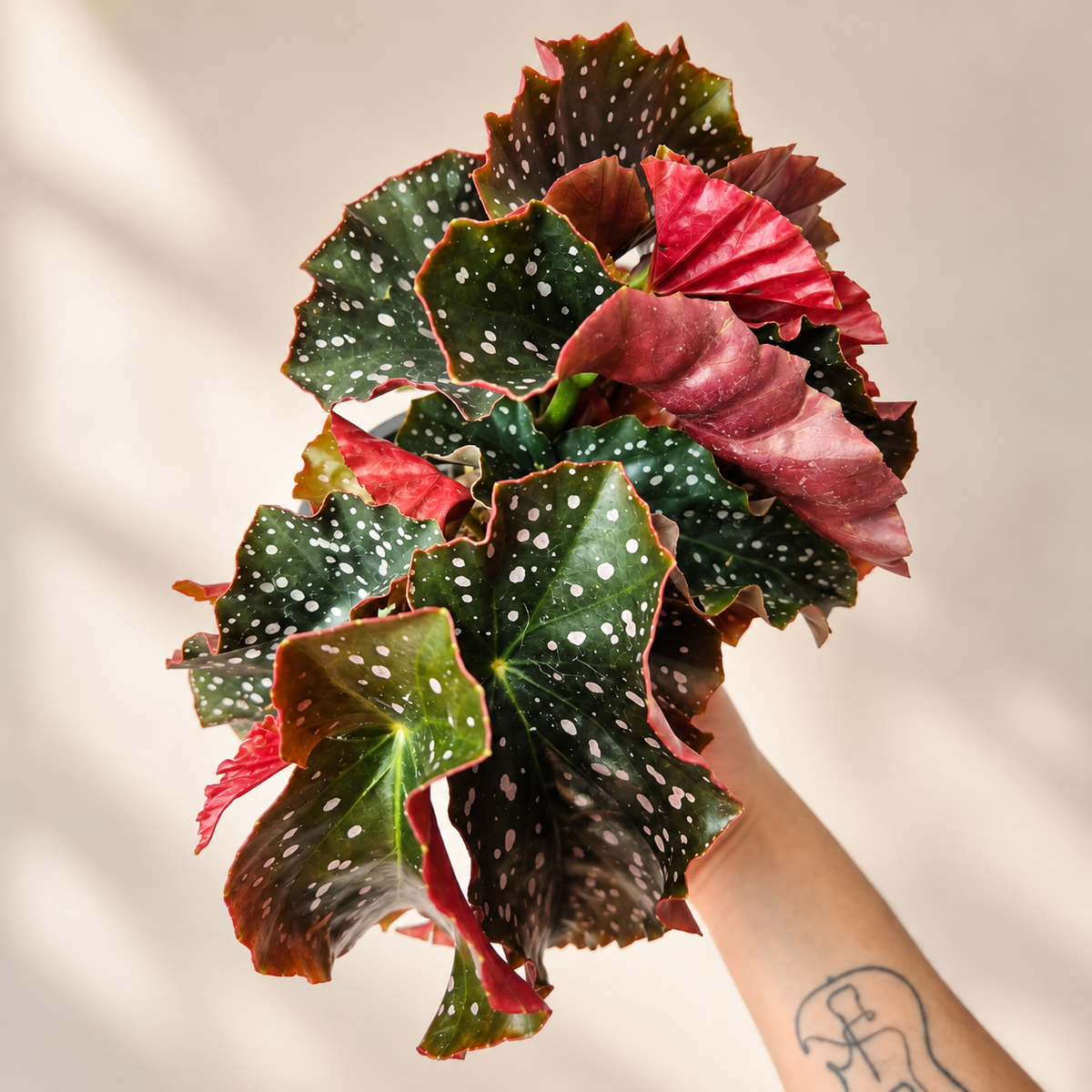 Begonia cracklin rosie