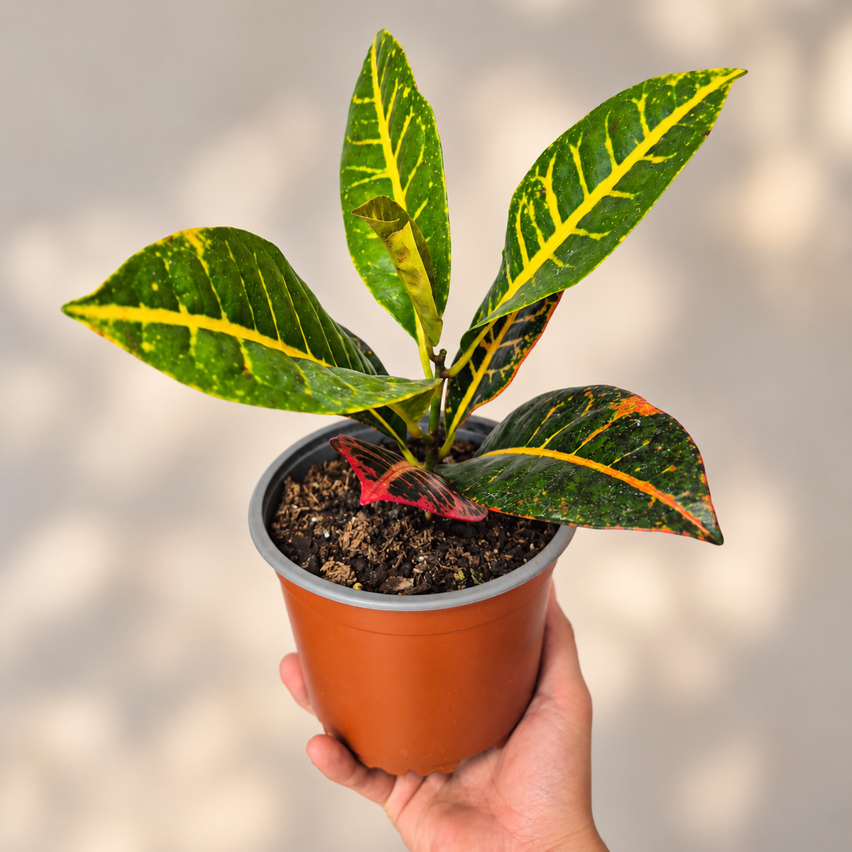 Croton