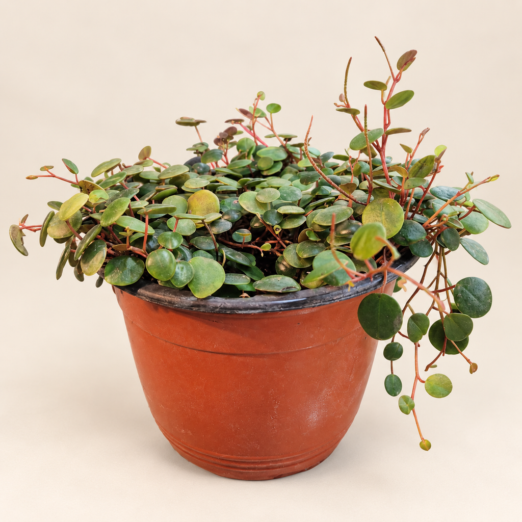 Peperomia peperspot