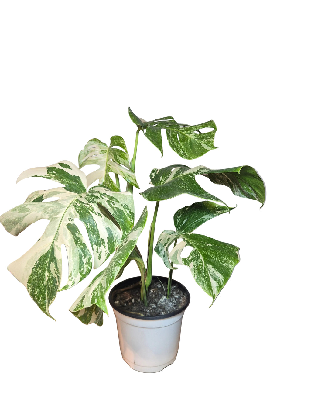 Monstera Variegada