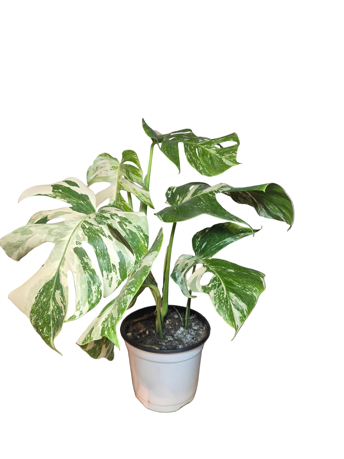 Monstera Variegada