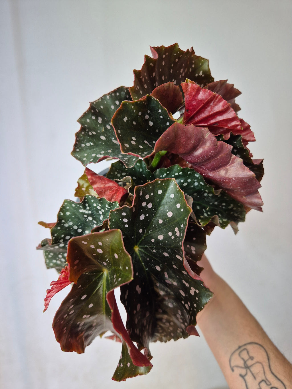 Begonia cracklin rosie