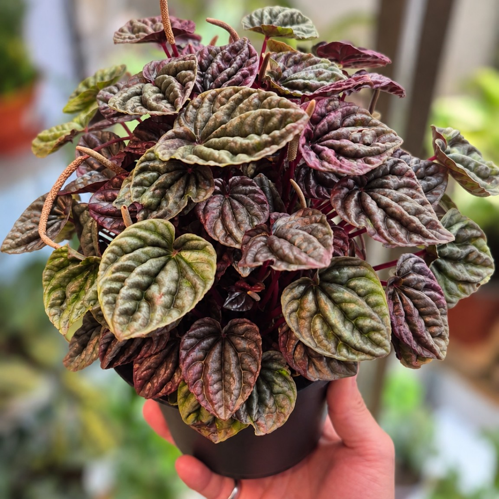 Peperomia Caperata
