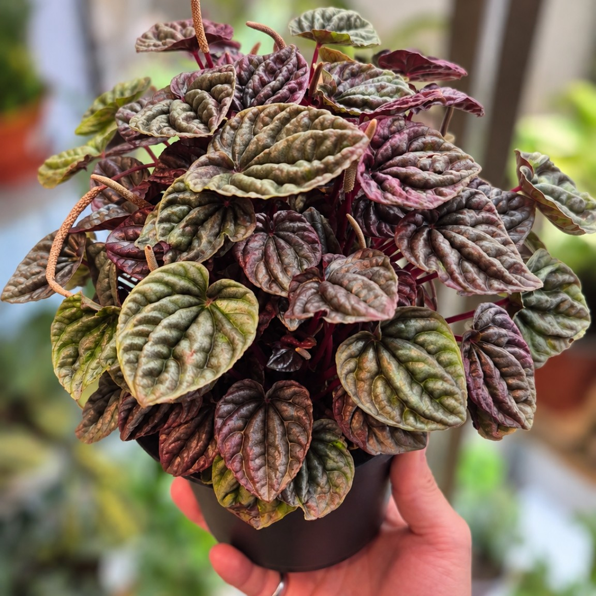 Peperomia Caperata