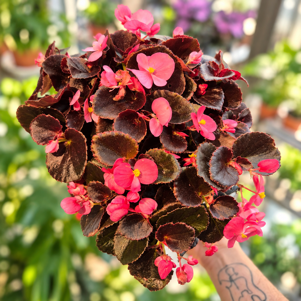 Begonia porcelana bowl