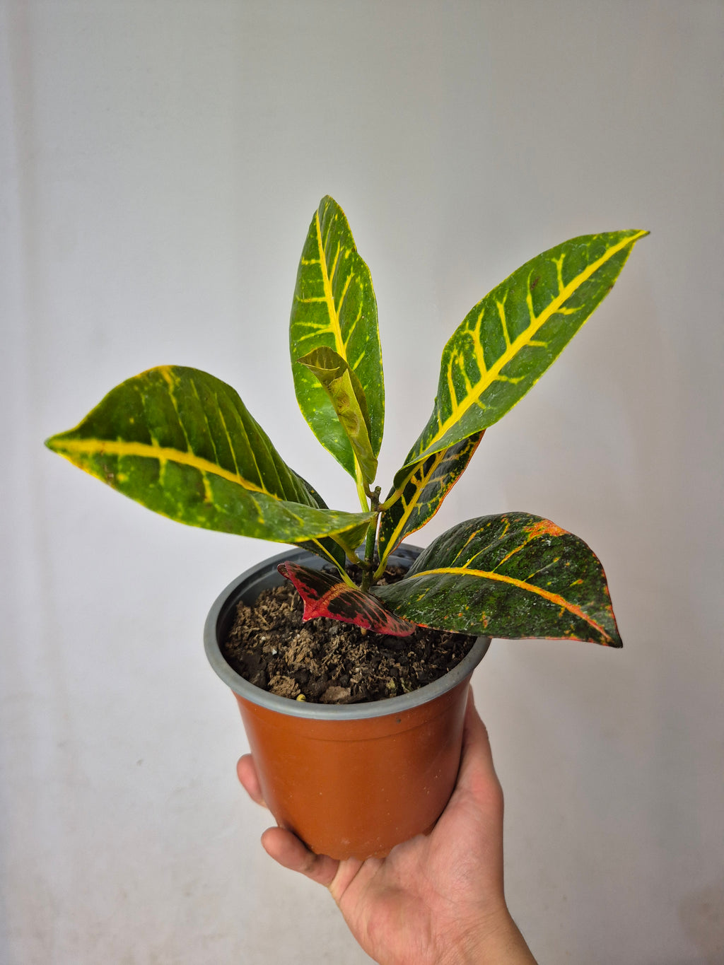 Croton