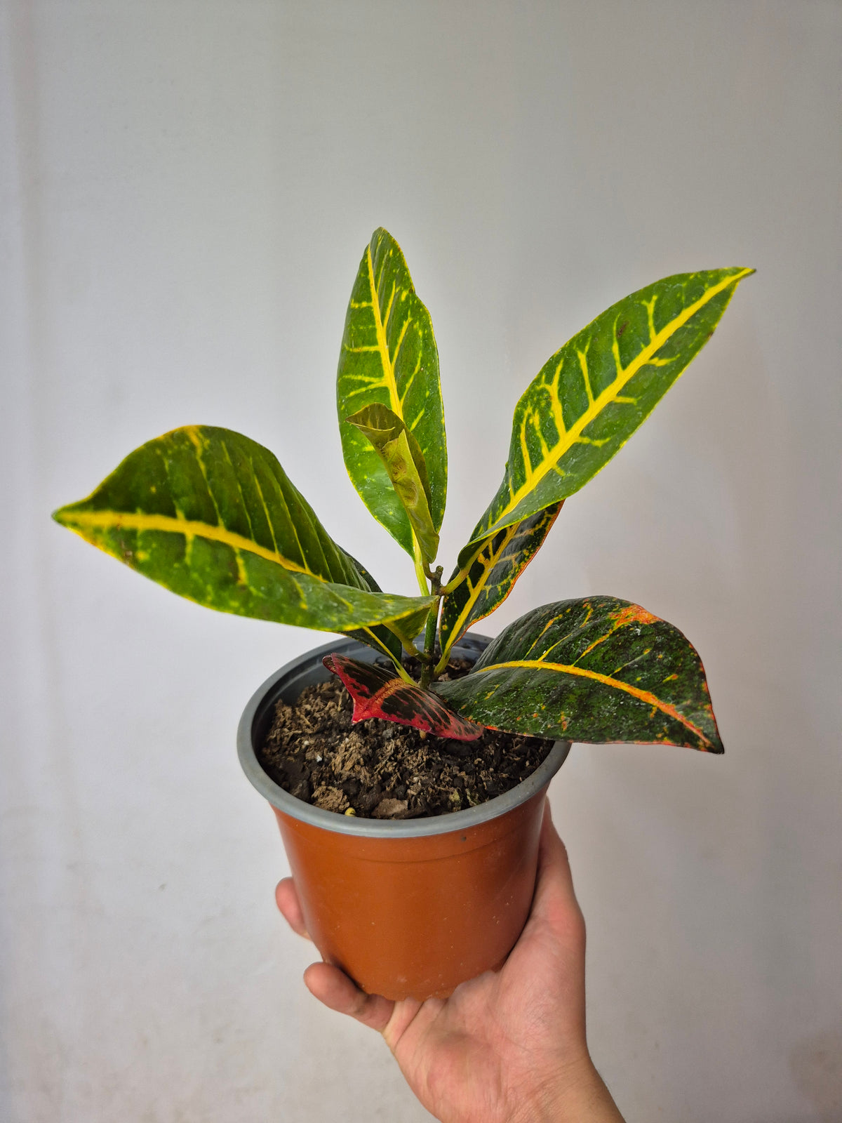 Croton