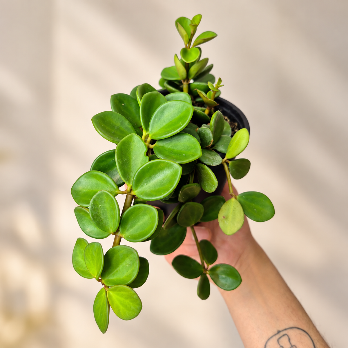 Peperomia hope