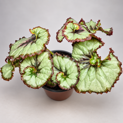 Begonia caracol
