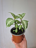Afelandra Variegada