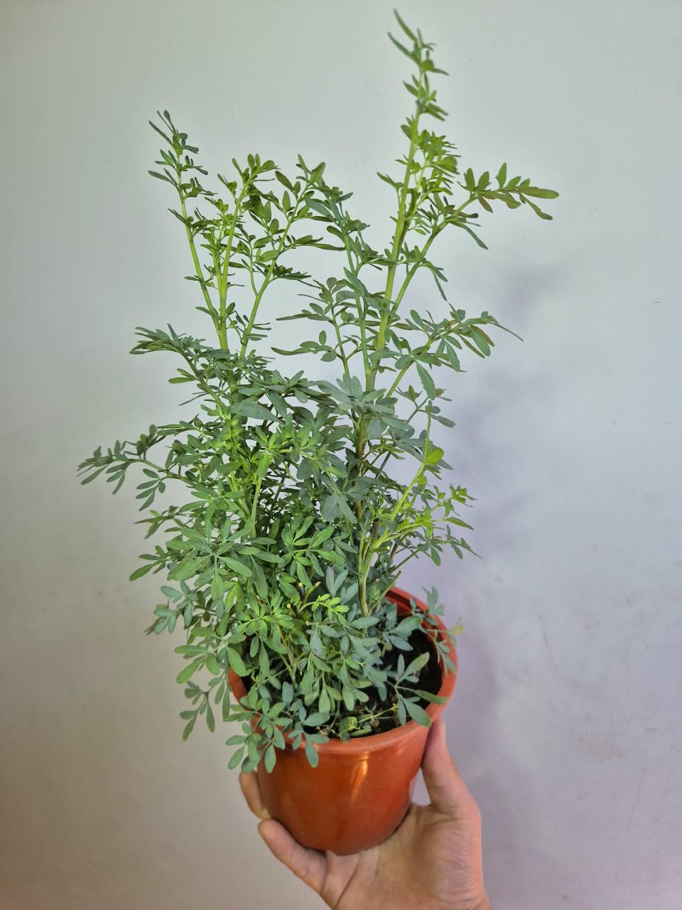 Ruda