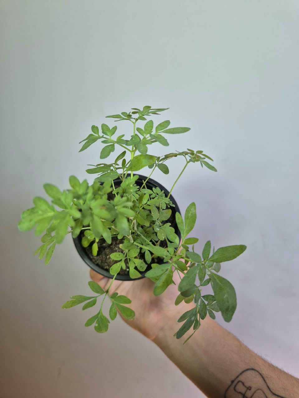 Ruda