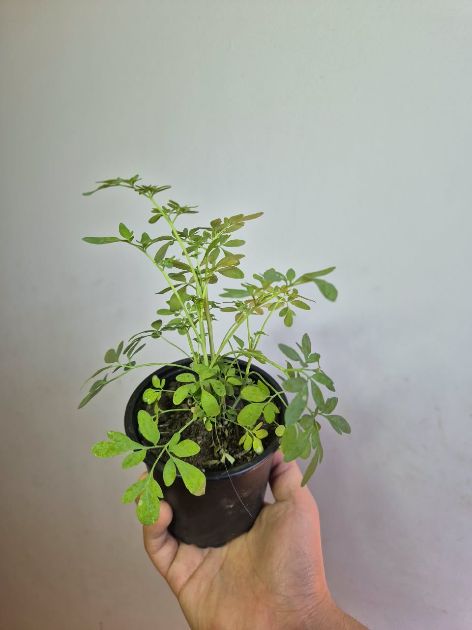 Ruda