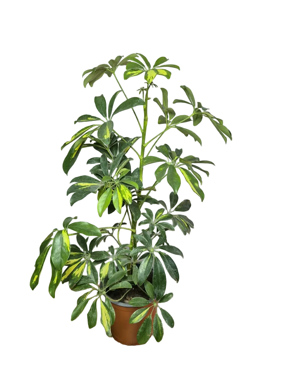 Schefflera