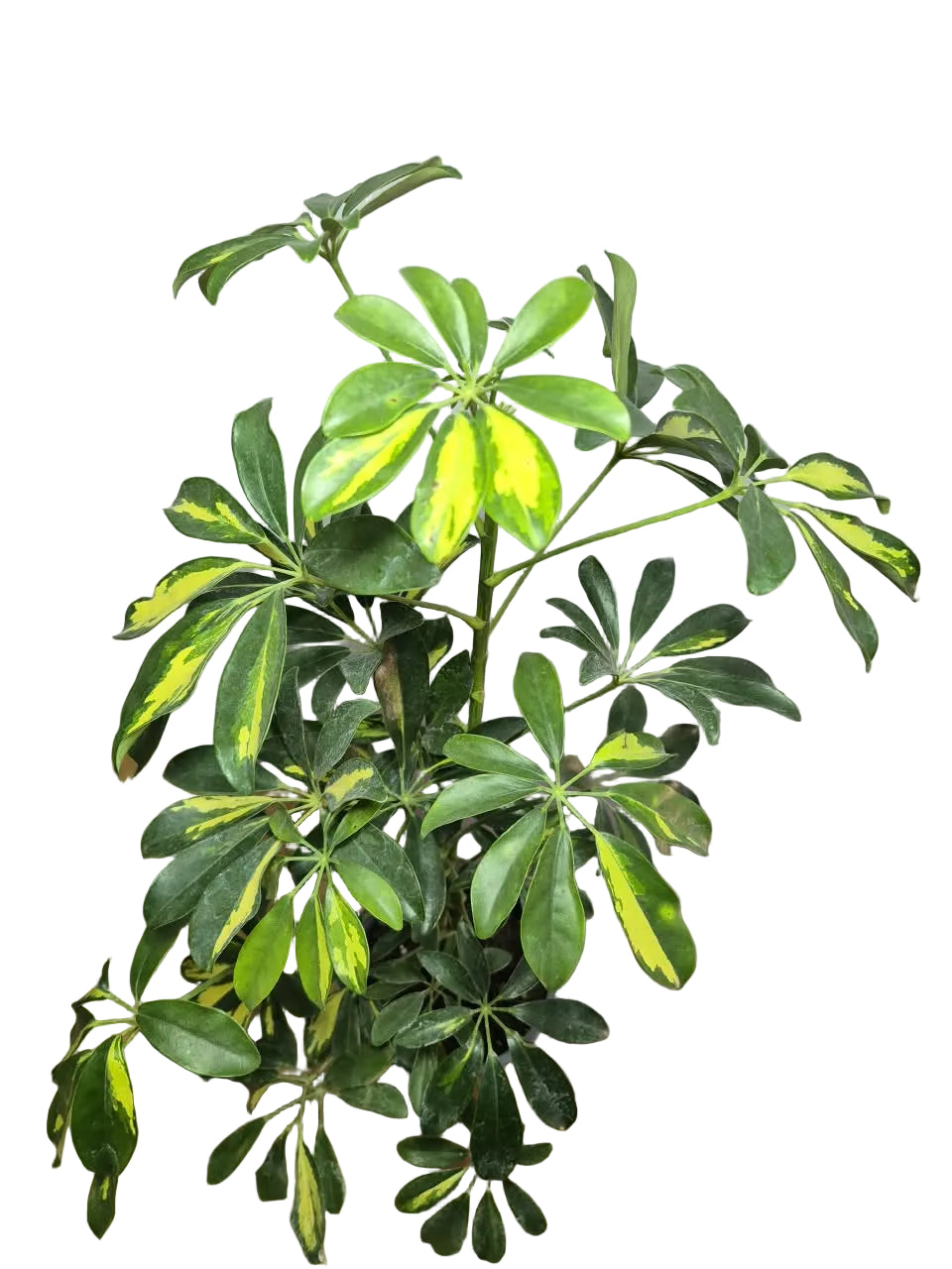 Schefflera