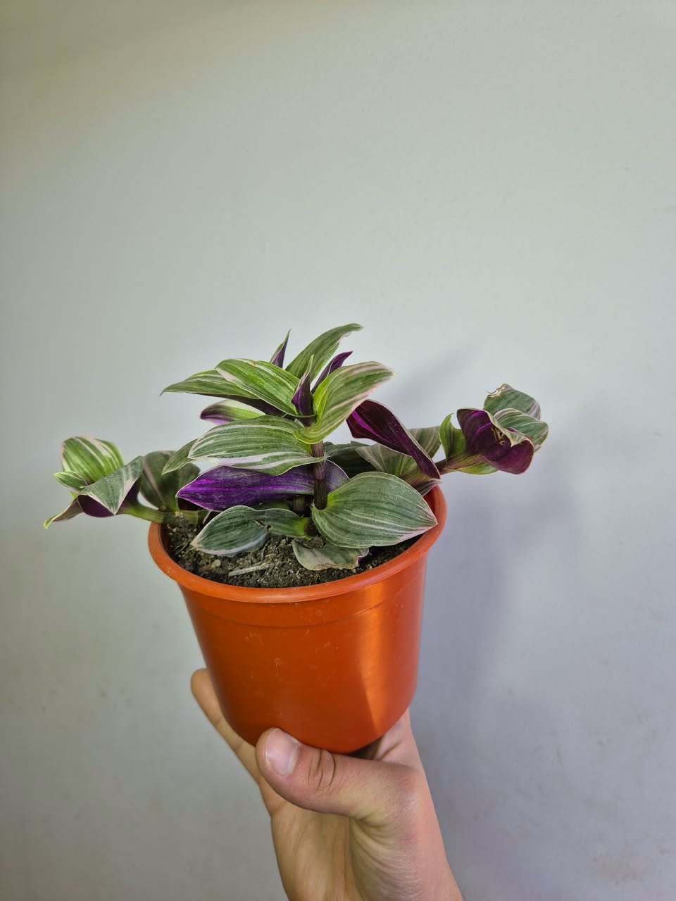 Tradescantia Nanouk