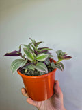 Tradescantia Nanouk