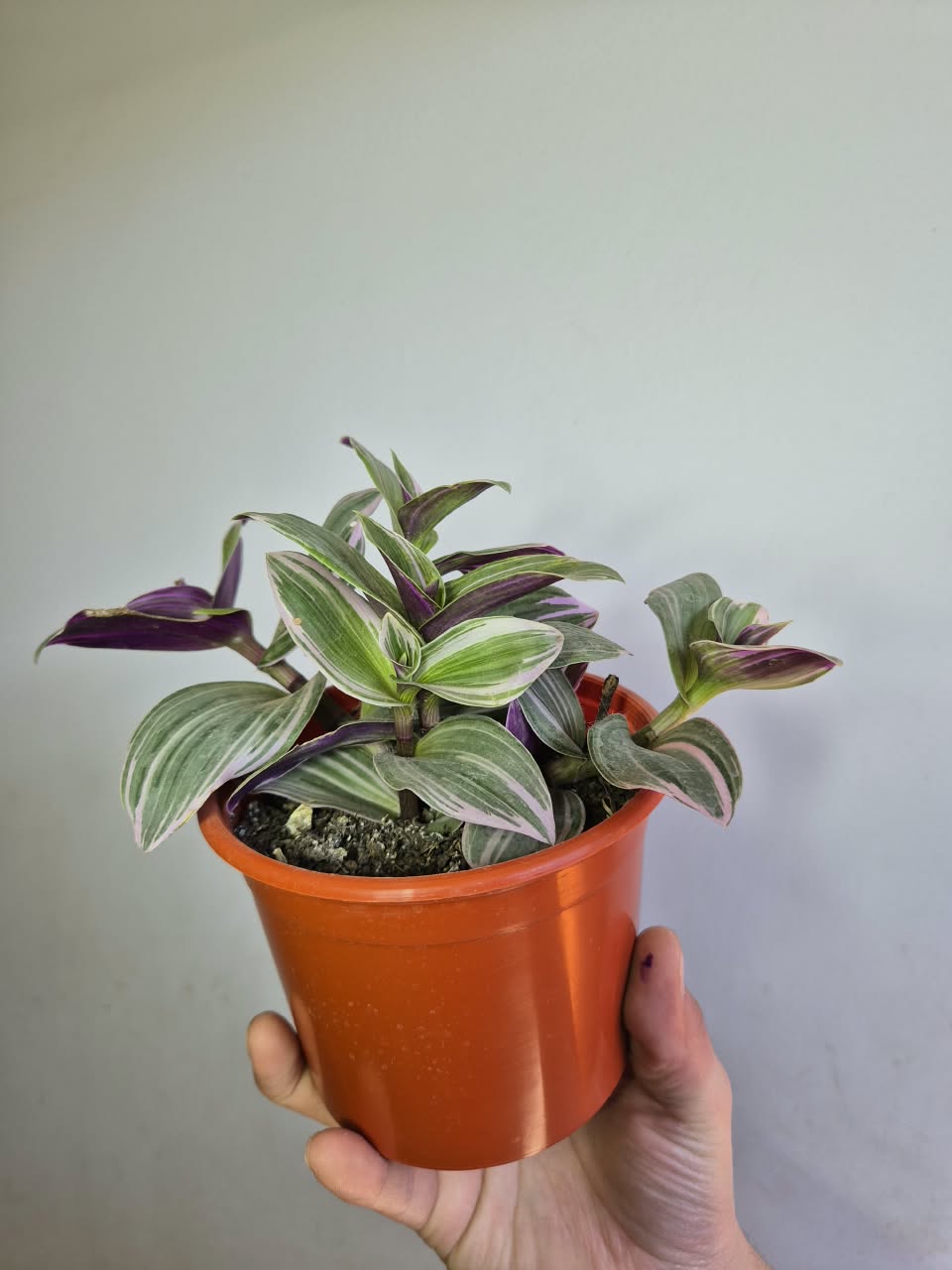 Tradescantia Nanouk