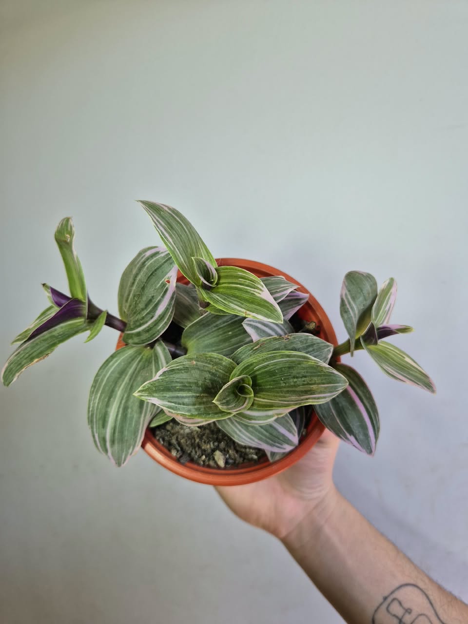Tradescantia Nanouk