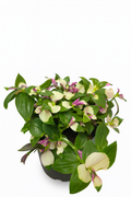 Tradescantia Blushing bride