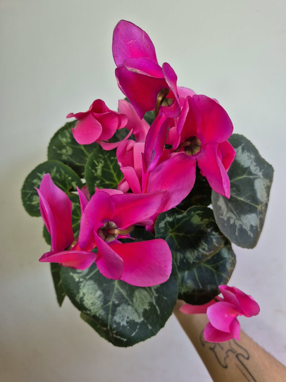 Violeta Persa