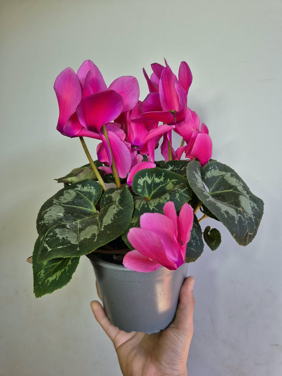 Violeta Persa