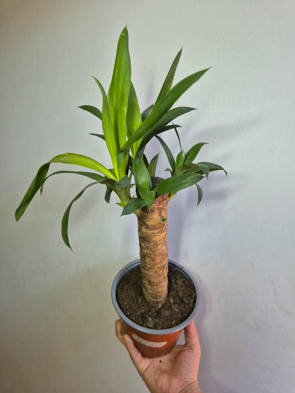 Yuca